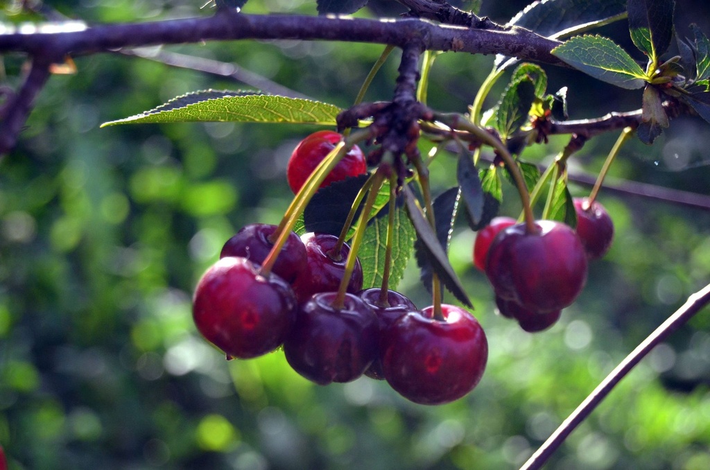 [8012] Esencia Cereza Super