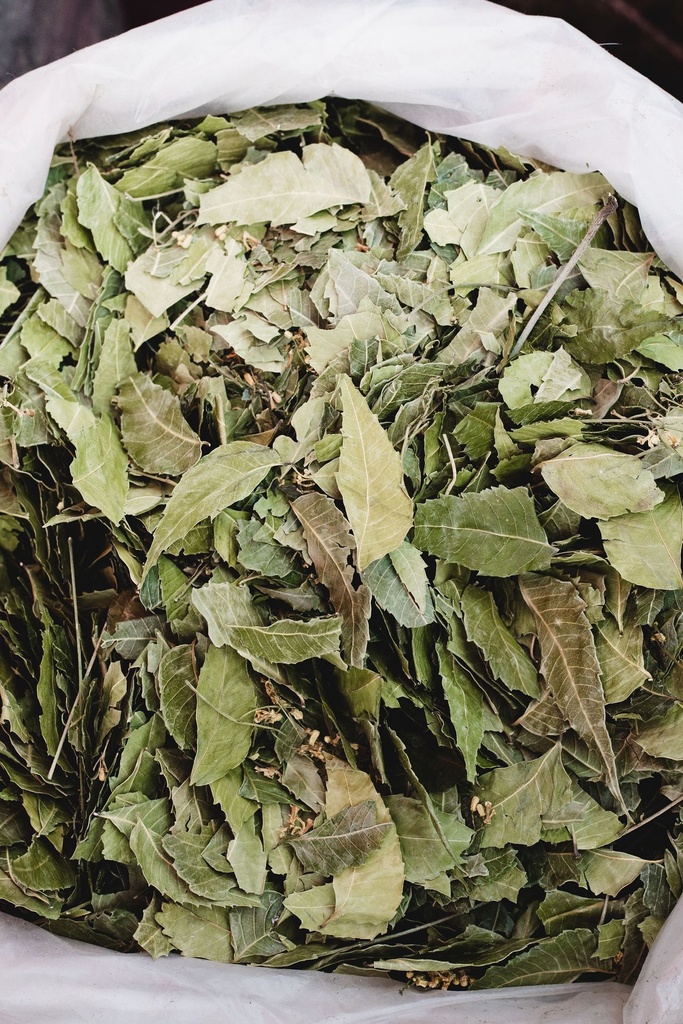 [8037] Esencia Hierbas Verdes