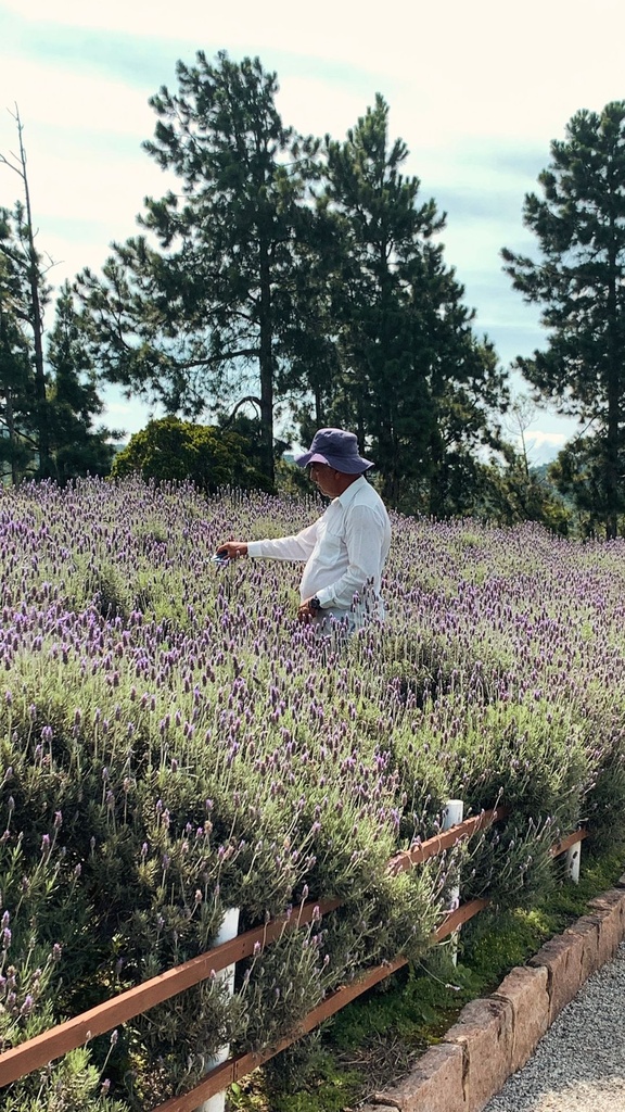 [8038] Esencia Lavanda Silvestre
