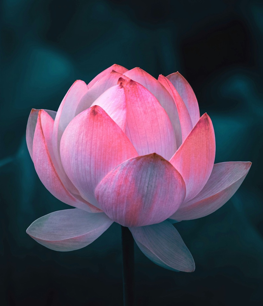 [8189] Esencia Flor de Loto